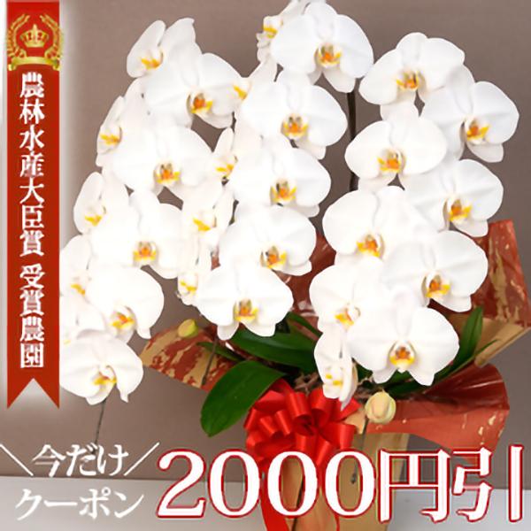 ☆今ならクーポンで【2000円引】☆ 胡蝶蘭 大輪 3本立ち 蕾含む33輪