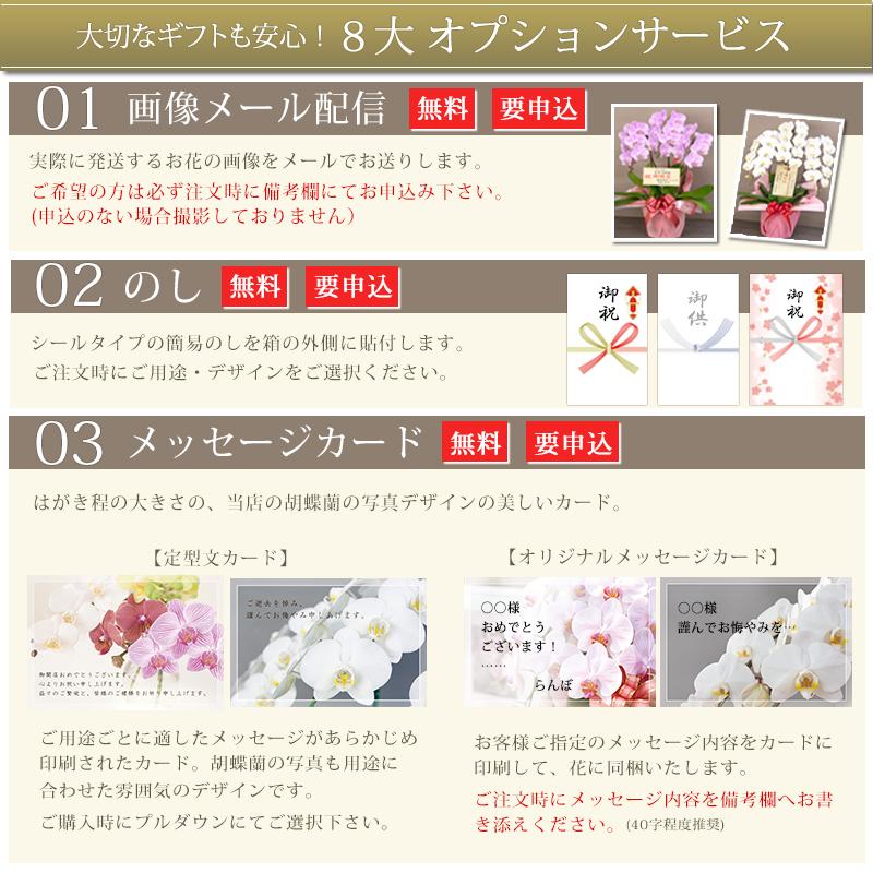 【北海道宛専用】 胡蝶蘭 中輪〜中大輪「氷晶」３本立ち ヤマトまたは自社配送でお届け お祝い お供え 就任 退職 開店 誕生日 花 ギフト プレゼント [r-hyo3fh]の画像