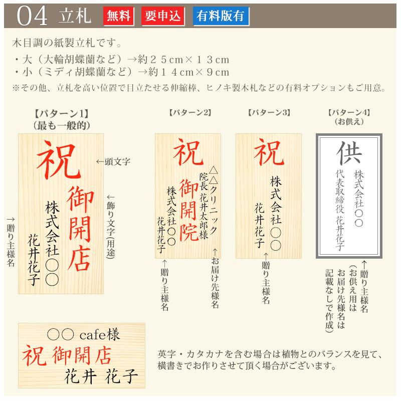 【北海道宛専用】 胡蝶蘭 中輪〜中大輪「氷晶」３本立ち ヤマトまたは自社配送でお届け お祝い お供え 就任 退職 開店 誕生日 花 ギフト プレゼント [r-hyo3fh]の画像