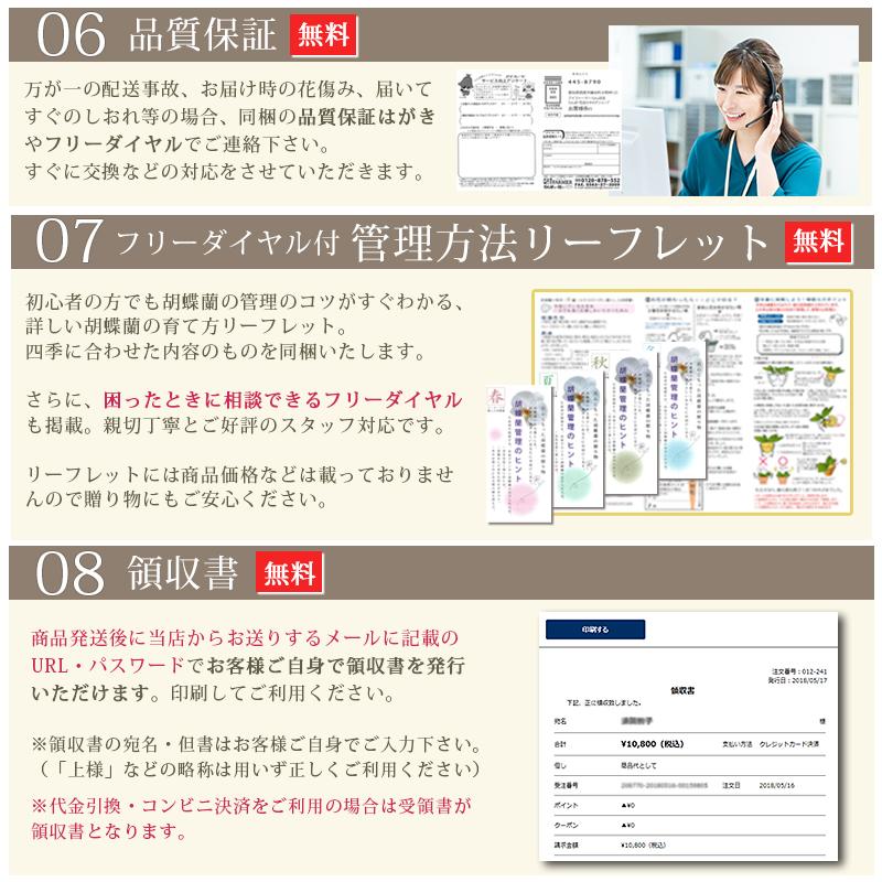 【北海道宛専用】 胡蝶蘭 中輪〜中大輪「氷晶」３本立ち ヤマトまたは自社配送でお届け お祝い お供え 就任 退職 開店 誕生日 花 ギフト プレゼント [r-hyo3fh]の画像