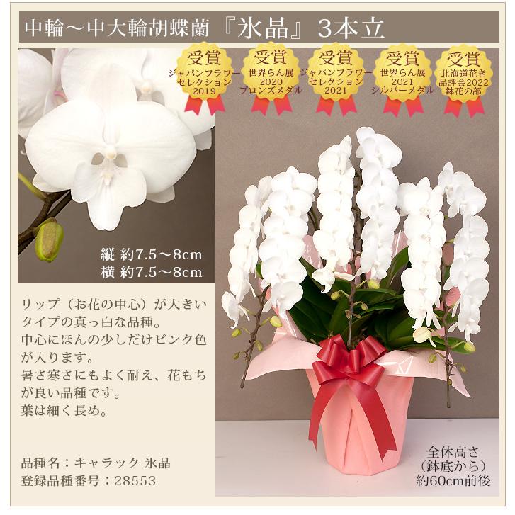 【北海道宛専用】 胡蝶蘭 中輪〜中大輪「氷晶」３本立ち ヤマトまたは自社配送でお届け お祝い お供え 就任 退職 開店 誕生日 花 ギフト プレゼント [r-hyo3fh]の画像