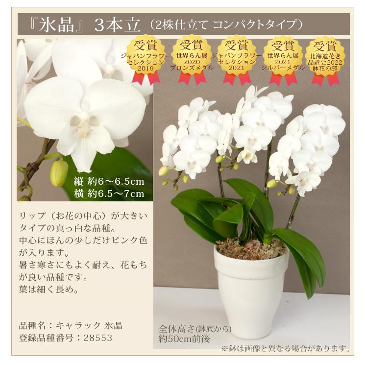 【北海道宛専用】 胡蝶蘭 中輪〜中大輪「氷晶」３本立ち ヤマトまたは自社配送でお届け お祝い お供え 就任 退職 開店 誕生日 花 ギフト プレゼント [r-hyo3fh]の画像