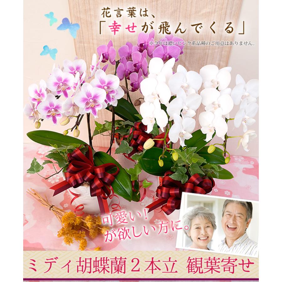2026敬老の日限定】 ミディ胡蝶蘭2本立ち・観葉寄せ 花色選べる 水