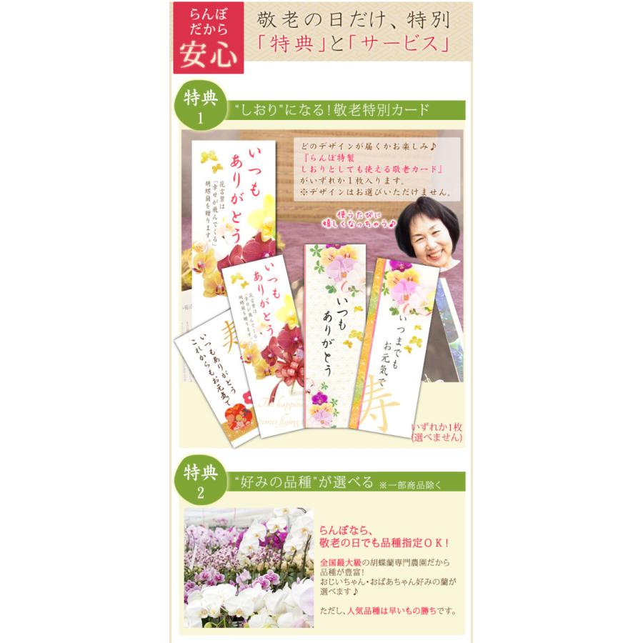 遅れてごめんね 敬老の日には間に合いません 敬老ギフト ミディ胡蝶蘭２本立ち 観葉寄せ 選べる品種 プレゼント 送料無料 鉢植え R K A R K A 胡蝶蘭専門農園 Iファーマーらんぼ 通販 Yahoo ショッピング