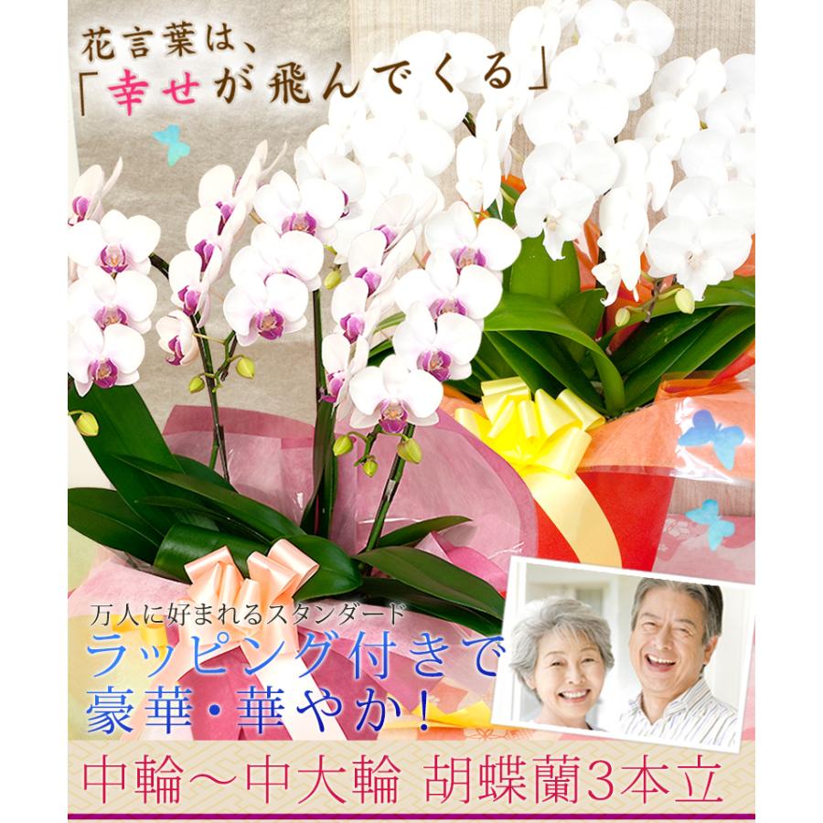 まだ間に合う！9/19(土)11:59迄／【2026敬老の日限定】胡蝶蘭 ミディ