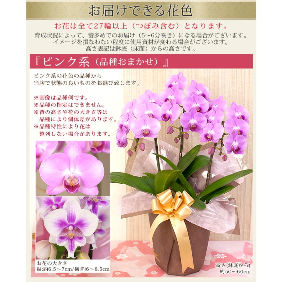 まだ間に合う！9/19(土)11:59迄／【2026敬老の日限定】胡蝶蘭 ミディ
