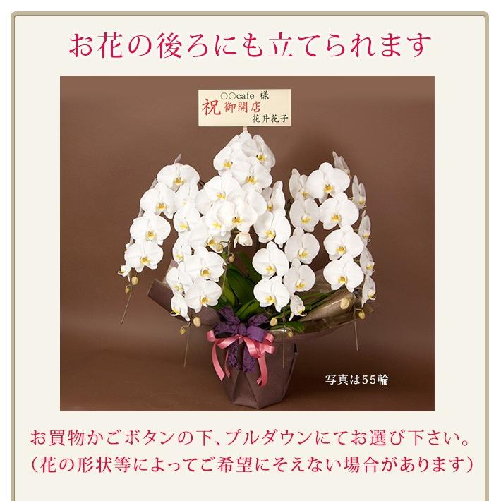 ヒノキ胡蝶蘭 商品詳細 胡蝶蘭【グリーンショップ フェニックス】胡蝶蘭