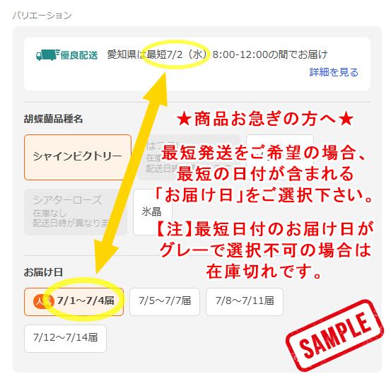 胡蝶蘭 中輪〜中大輪３本立ち 蕾含む36輪以上 品種選べる お祝い 結婚記念日 金婚式 就任祝 昇進祝 誕生日 プレゼント ギフト お供え 花 送料無料 [r-lovery3f]の画像