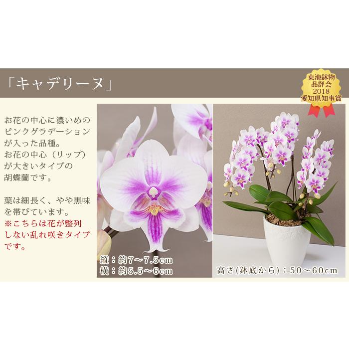 胡蝶蘭 中輪〜中大輪３本立ち 蕾含む36輪以上 品種選べる お祝い 結婚記念日 金婚式 就任祝 昇進祝 誕生日 プレゼント ギフト お供え 花 送料無料 [r-lovery3f]の画像