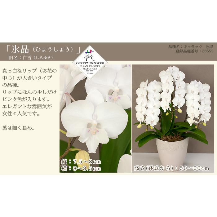 胡蝶蘭 中輪〜中大輪３本立ち 蕾含む36輪以上 品種選べる お祝い 結婚記念日 金婚式 就任祝 昇進祝 誕生日 プレゼント ギフト お供え 花 送料無料 [r-lovery3f]の画像