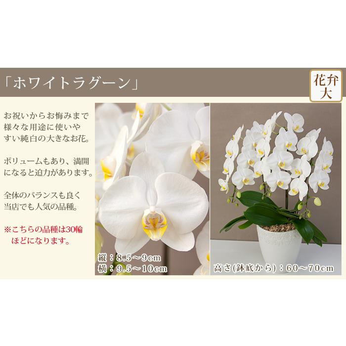 胡蝶蘭 中輪〜中大輪３本立ち 蕾含む36輪以上 品種選べる お祝い 結婚記念日 金婚式 就任祝 昇進祝 誕生日 プレゼント ギフト お供え 花 送料無料 [r-lovery3f]の画像