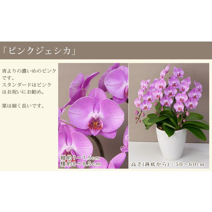 胡蝶蘭 中輪〜中大輪３本立ち 蕾含む36輪以上 品種選べる お祝い 結婚記念日 金婚式 就任祝 昇進祝 誕生日 プレゼント ギフト お供え 花 送料無料 [r-lovery3f]の画像