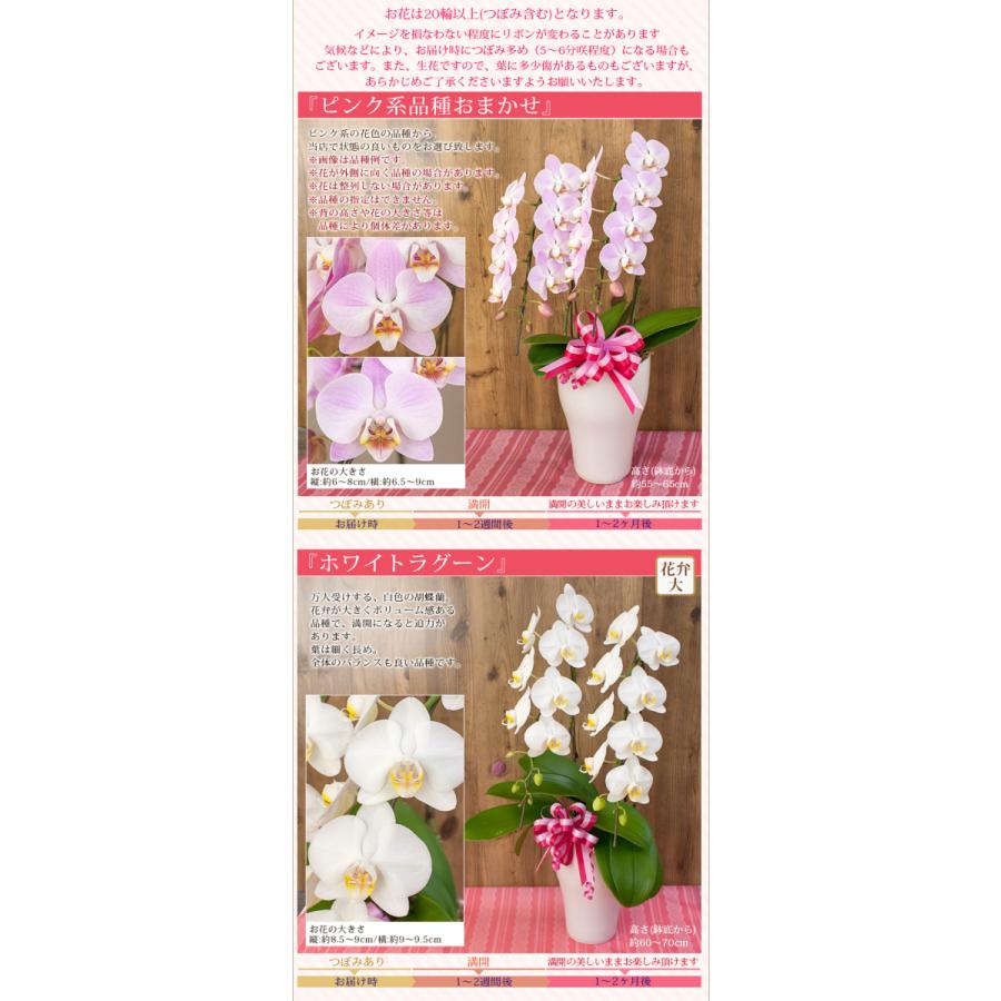 早期特典 ポイント10倍 母の日限定 胡蝶蘭 ミディ 中大輪 2本立 リボン付 輪以上 送料無料 ギフト プレゼント 22 花 鉢花 鉢植え R M22 B R M15 A 胡蝶蘭専門農園 Iファーマーらんぼ 通販 Yahoo ショッピング