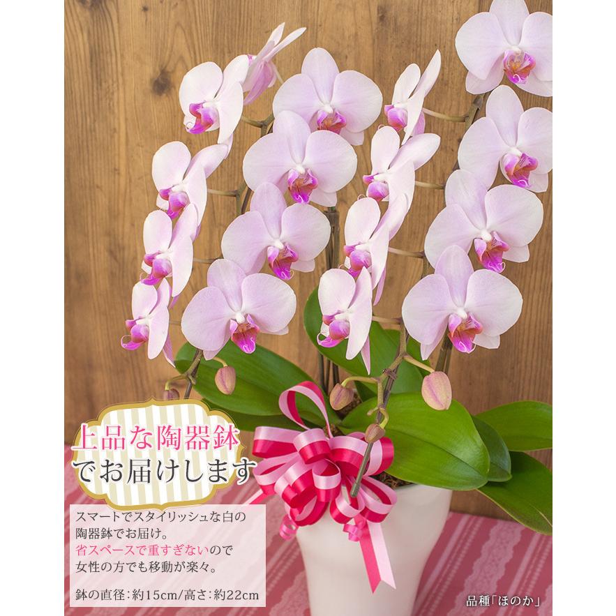 早期特典 ポイント10倍 母の日限定 胡蝶蘭 ミディ 中大輪 2本立 リボン付 輪以上 送料無料 ギフト プレゼント 22 花 鉢花 鉢植え R M22 B R M15 A 胡蝶蘭専門農園 Iファーマーらんぼ 通販 Yahoo ショッピング