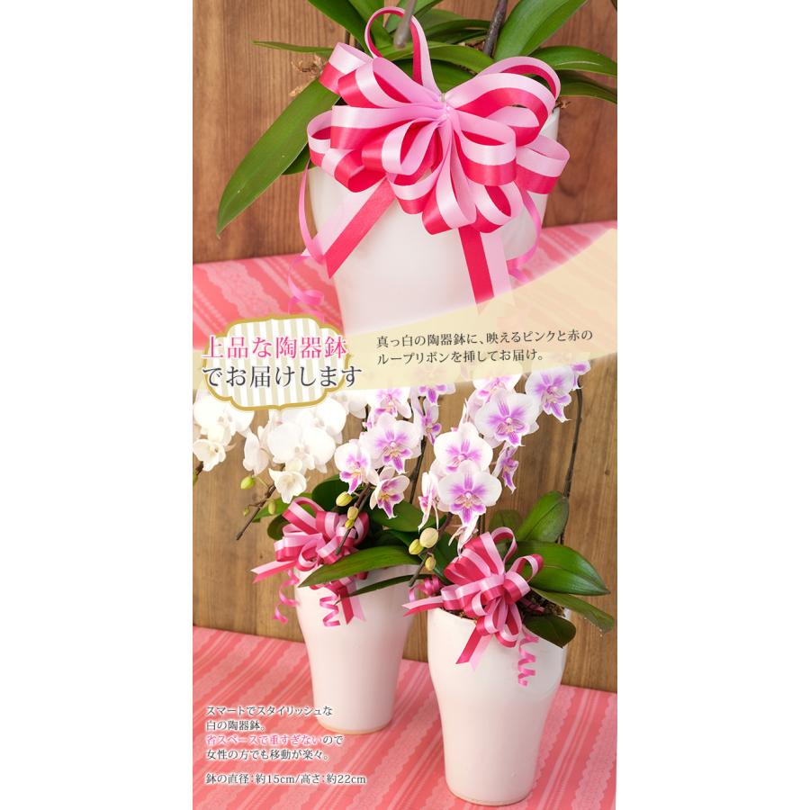 ☆【ポイント5倍】☆ 母の日限定 胡蝶蘭 中輪〜中大輪 2本立 リボン付  