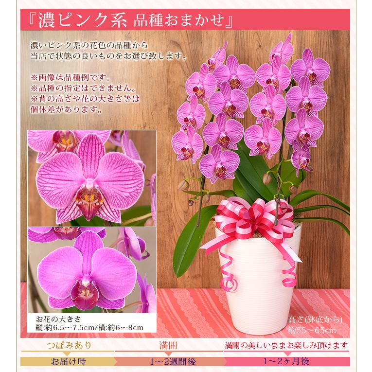 2026母の日限定】 水分計サスティー付♪ 花色選べる胡蝶蘭 中輪〜中