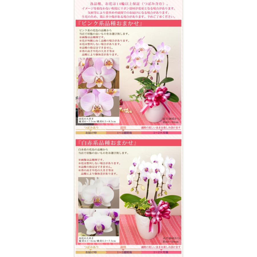 早期特典 ポイント10倍 母の日限定 ミディ 胡蝶蘭 ２本立 観葉寄せ 14輪以上 送料無料 ギフト プレゼント 22 花 鉢花 鉢植え R M22 A R M15 E 胡蝶蘭専門農園 Iファーマーらんぼ 通販 Yahoo ショッピング