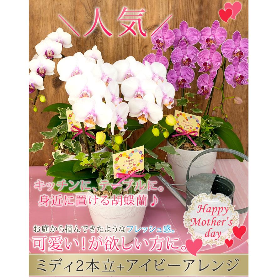 2026母の日限定】 水分計サスティー付♪ 花色選べる胡蝶蘭 ミディ2