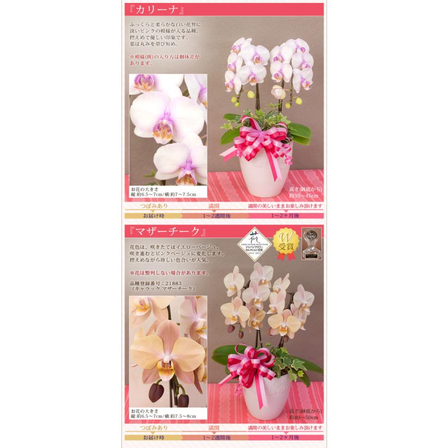 早期特典 ポイント10倍 母の日限定 ミディ 胡蝶蘭 ２本立 観葉寄せ 14輪以上 送料無料 ギフト プレゼント 22 花 鉢花 鉢植え R M22 A R M15 E 胡蝶蘭専門農園 Iファーマーらんぼ 通販 Yahoo ショッピング