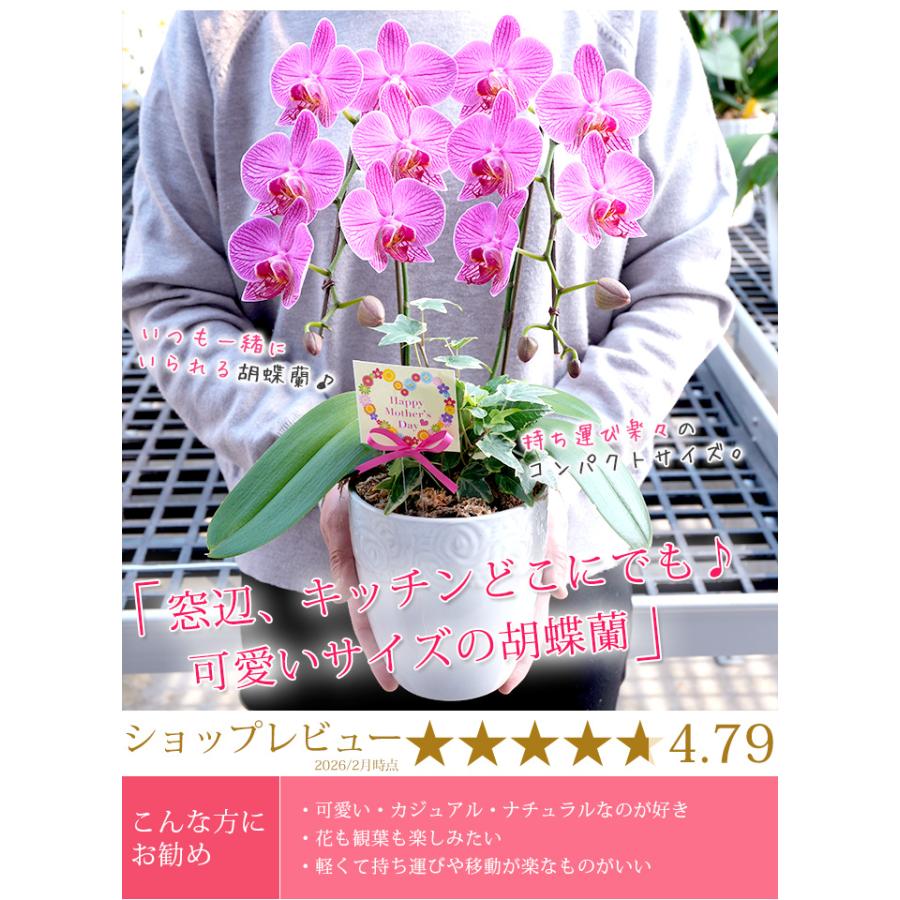 2026母の日限定】 水分計サスティー付♪ 花色選べる胡蝶蘭 ミディ2