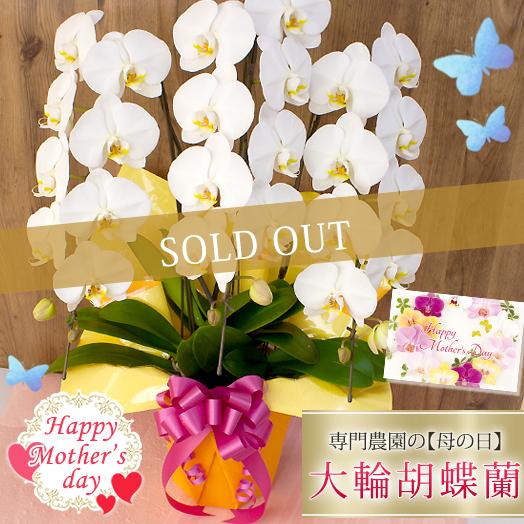 母の日限定 ポイント5倍 胡蝶蘭 大輪 ３本立ち 24輪以上 ラッピング付き 送料無料 母の日 21 プレゼント 花 ギフト R M21 D R M15 G 胡蝶蘭専門農園 Iファーマーらんぼ 通販 Yahoo ショッピング