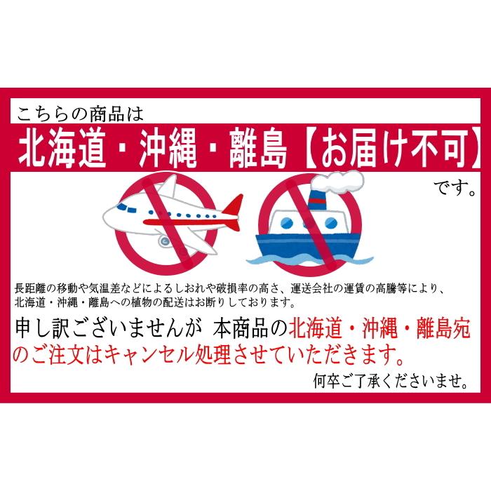 【2026母の日限定】 水分計サスティー付♪ 白大輪胡蝶蘭 ３本立ち 30輪以上 ラッピング付き 送料無料 ギフト プレゼント 花 生花 鉢花 鉢植え [r-m2026-D]の画像