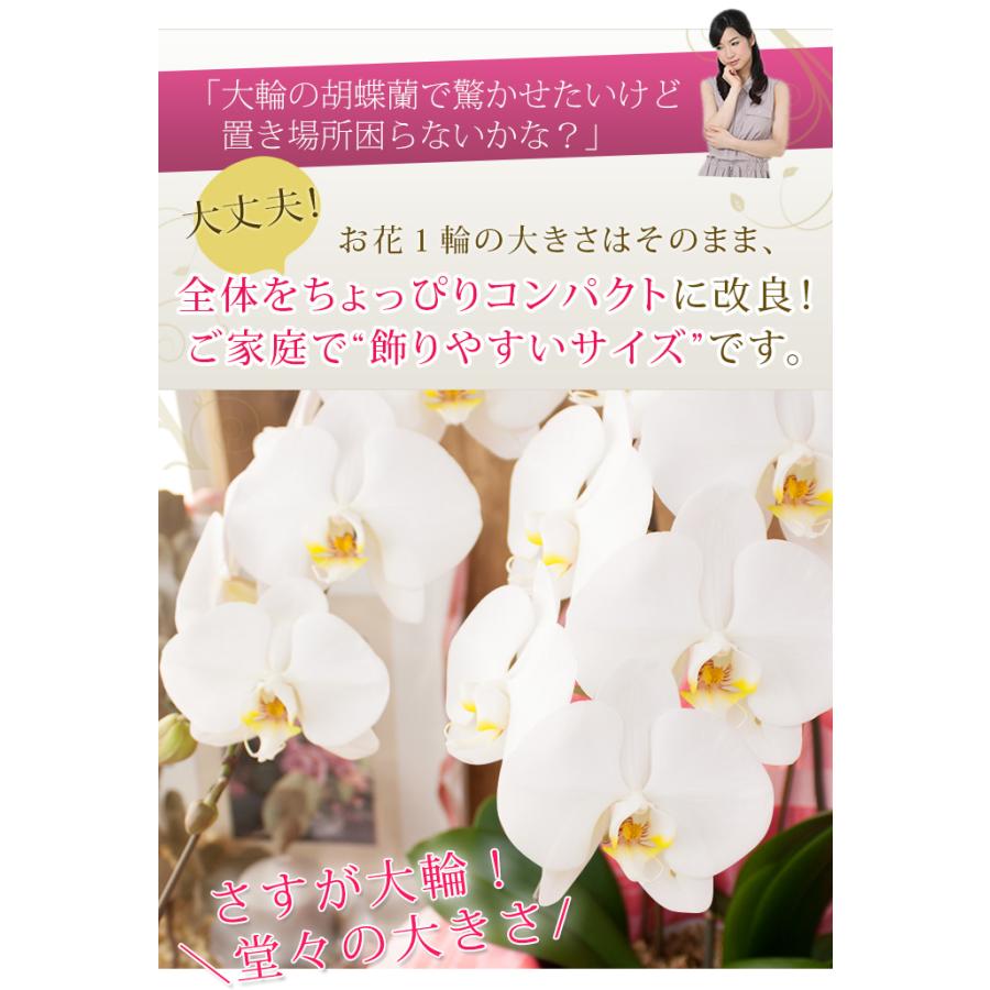 【2026母の日限定】 水分計サスティー付♪ 白大輪胡蝶蘭 ３本立ち 30輪以上 ラッピング付き 送料無料 ギフト プレゼント 花 生花 鉢花 鉢植え [r-m2026-D]の画像