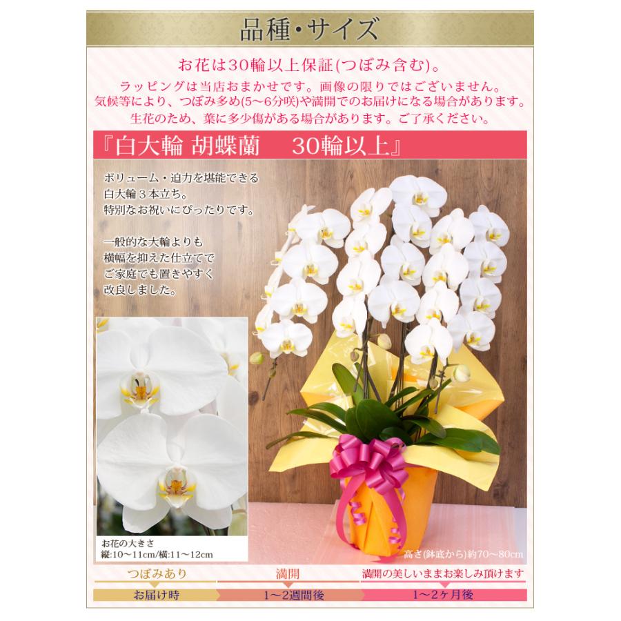 【2026母の日限定】 水分計サスティー付♪ 白大輪胡蝶蘭 ３本立ち 30輪以上 ラッピング付き 送料無料 ギフト プレゼント 花 生花 鉢花 鉢植え [r-m2026-D]の画像