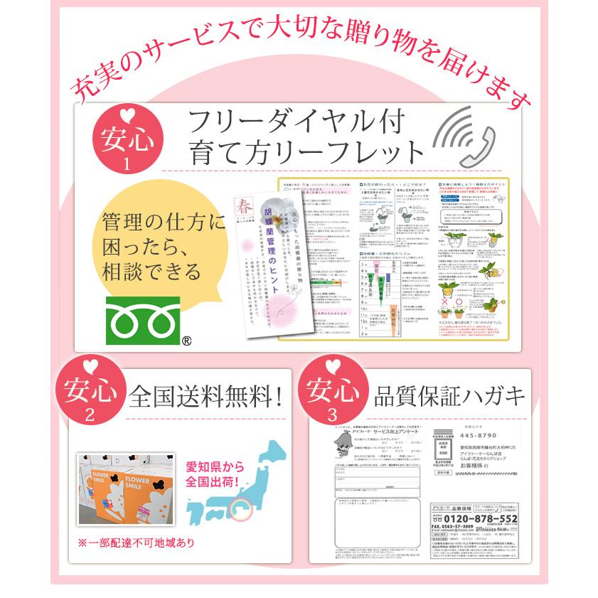 【2026母の日限定】 水分計サスティー付♪ 白大輪胡蝶蘭 ３本立ち 30輪以上 ラッピング付き 送料無料 ギフト プレゼント 花 生花 鉢花 鉢植え [r-m2026-D]の画像