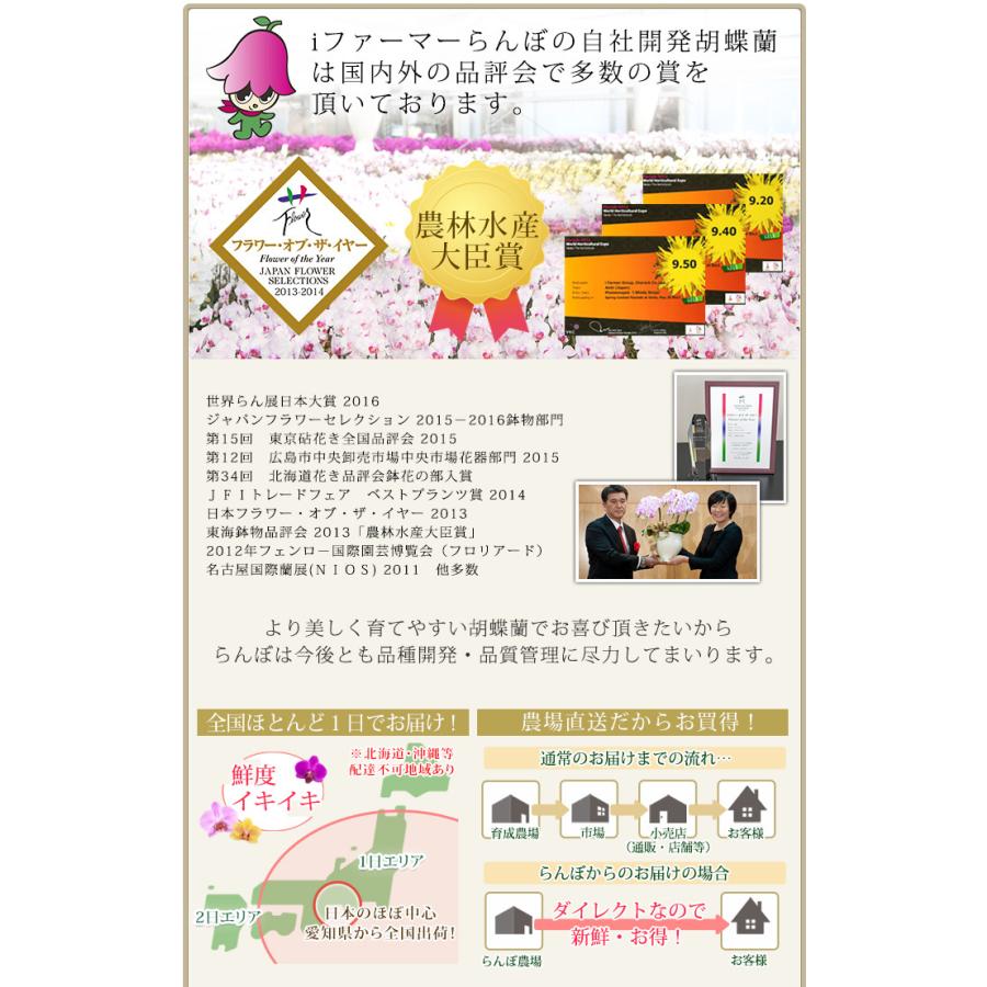 【2026母の日限定】 水分計サスティー付♪ 白大輪胡蝶蘭 ３本立ち 30輪以上 ラッピング付き 送料無料 ギフト プレゼント 花 生花 鉢花 鉢植え [r-m2026-D]の画像