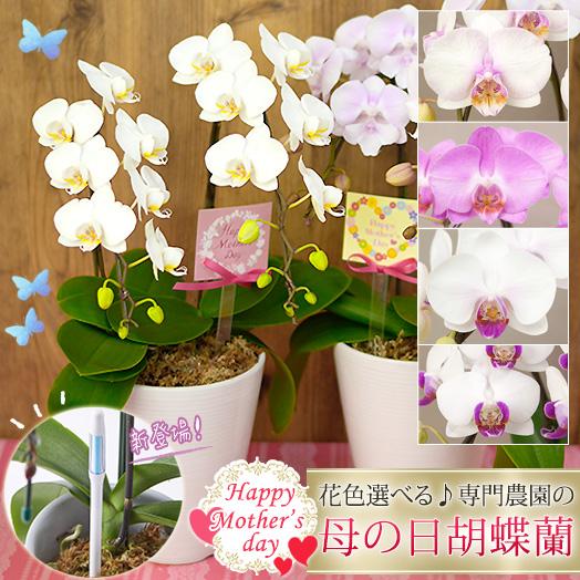 2026母の日限定】 水分計サスティー付♪ 花色選べる胡蝶蘭 ミディ 2