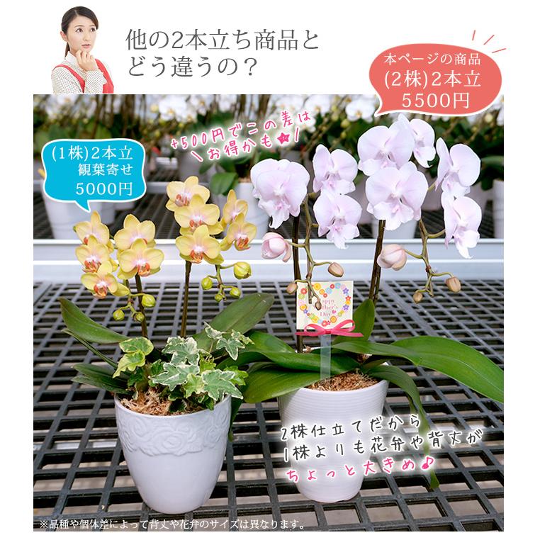 2日入荷分　ミディ胡蝶蘭⭐️希少⭐️ボルゲリ　一鉢3株　サンタローザ一鉢 2日入荷分 ミディ胡蝶蘭⭐️希少⭐️ボルゲリ 一鉢3株 サンタ