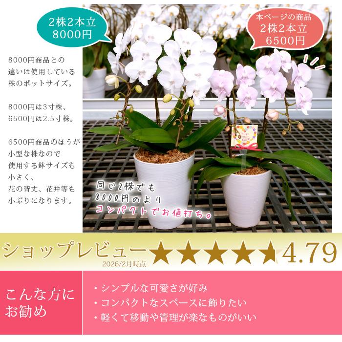 2026母の日限定】 水分計サスティー付♪ 花色選べる胡蝶蘭 ミディ 2