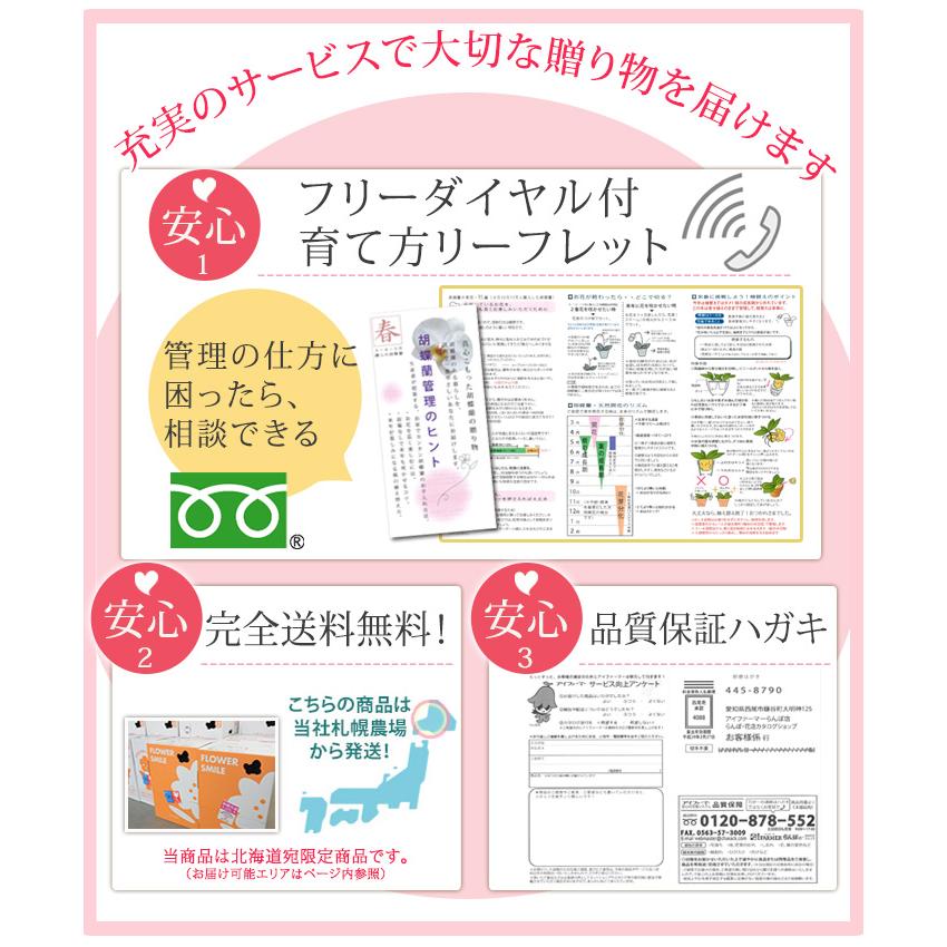 【北海道宛専用】【2026母の日限定】 水分計サスティー付♪ 花色選べる胡蝶蘭 ミディ〜中大輪３本立 27輪以上 ラッピング付 送料無料 ギフト 鉢花 [r-m2026-CS]の画像