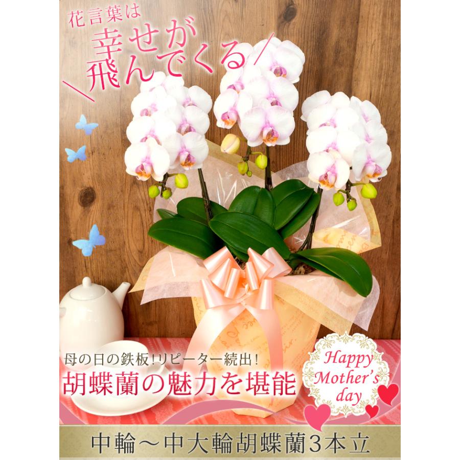 【北海道宛専用】【2026母の日限定】 水分計サスティー付♪ 花色選べる胡蝶蘭 ミディ〜中大輪３本立 27輪以上 ラッピング付 送料無料 ギフト 鉢花 [r-m2026-CS]の画像