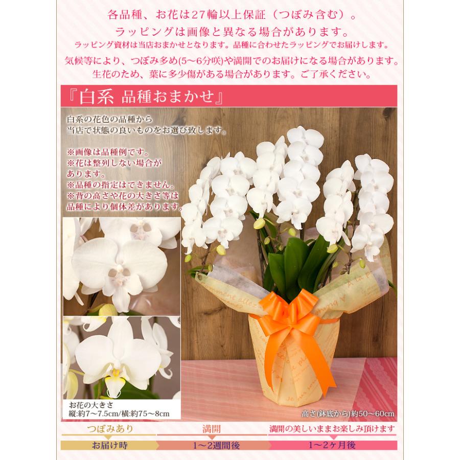 【北海道宛専用】【2026母の日限定】 水分計サスティー付♪ 花色選べる胡蝶蘭 ミディ〜中大輪３本立 27輪以上 ラッピング付 送料無料 ギフト 鉢花 [r-m2026-CS]の画像
