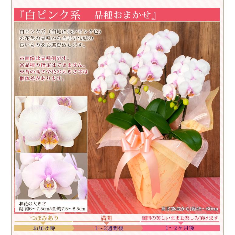 【北海道宛専用】【2026母の日限定】 水分計サスティー付♪ 花色選べる胡蝶蘭 ミディ〜中大輪３本立 27輪以上 ラッピング付 送料無料 ギフト 鉢花 [r-m2026-CS]の画像