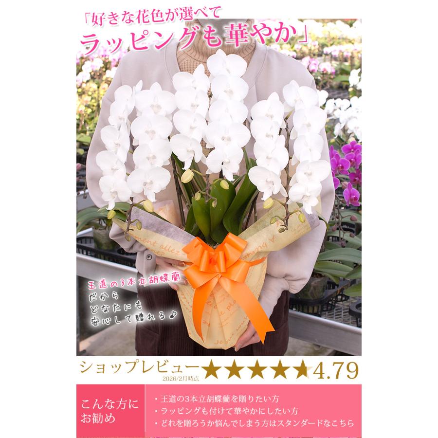 【北海道宛専用】【2026母の日限定】 水分計サスティー付♪ 花色選べる胡蝶蘭 ミディ〜中大輪３本立 27輪以上 ラッピング付 送料無料 ギフト 鉢花 [r-m2026-CS]の画像