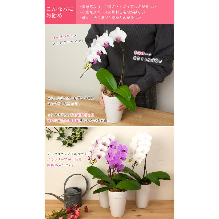 胡蝶蘭 ミディ1本立ち 8輪以上 選べる品種 ミディ〜中輪サイズ ギフト