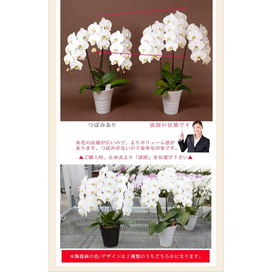 ボリュームupも 胡蝶蘭 大輪3本立ち 蕾含む24輪以上 円税込 お祝い お供え 開店祝い 就任祝い 母の日 ギフト 花 プレゼント あすつく R Midi6f R Midi6f 胡蝶蘭専門農園 Iファーマーらんぼ 通販 Yahoo ショッピング