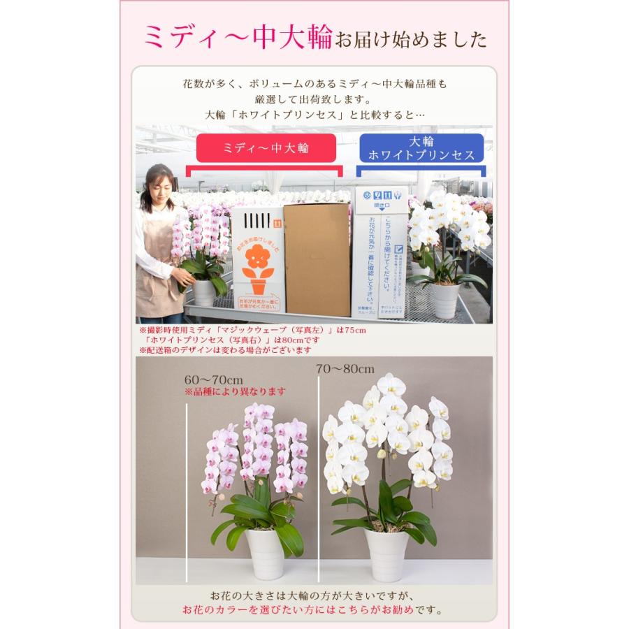 ボリュームupも 胡蝶蘭 大輪3本立ち 蕾含む24輪以上 円税込 お祝い お供え 開店祝い 就任祝い 母の日 ギフト 花 プレゼント あすつく R Midi6f R Midi6f 胡蝶蘭専門農園 Iファーマーらんぼ 通販 Yahoo ショッピング