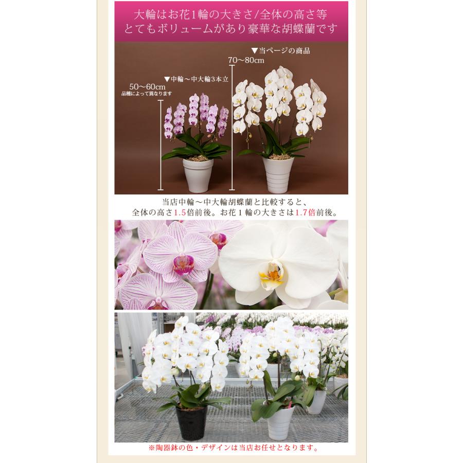 専用 3本立ち 大輪胡蝶蘭 クレイフラワー 胡蝶蘭オンライン / ハイグレード・大輪胡蝶蘭3本立ち（ピンク