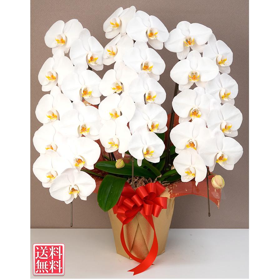 胡蝶蘭 大輪 3本立ち 蕾含む30輪以上 お祝い 開店祝い 開業祝い 就任