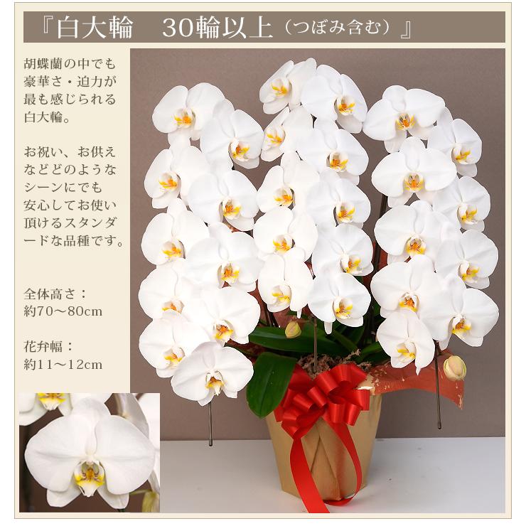 激安！白の胡蝶蘭 3本立 (開店・開業祝い等に) 胡蝶蘭 白 3本立ち30輪程度 生花 ｜ 胡蝶蘭専門店 黒臼洋蘭園