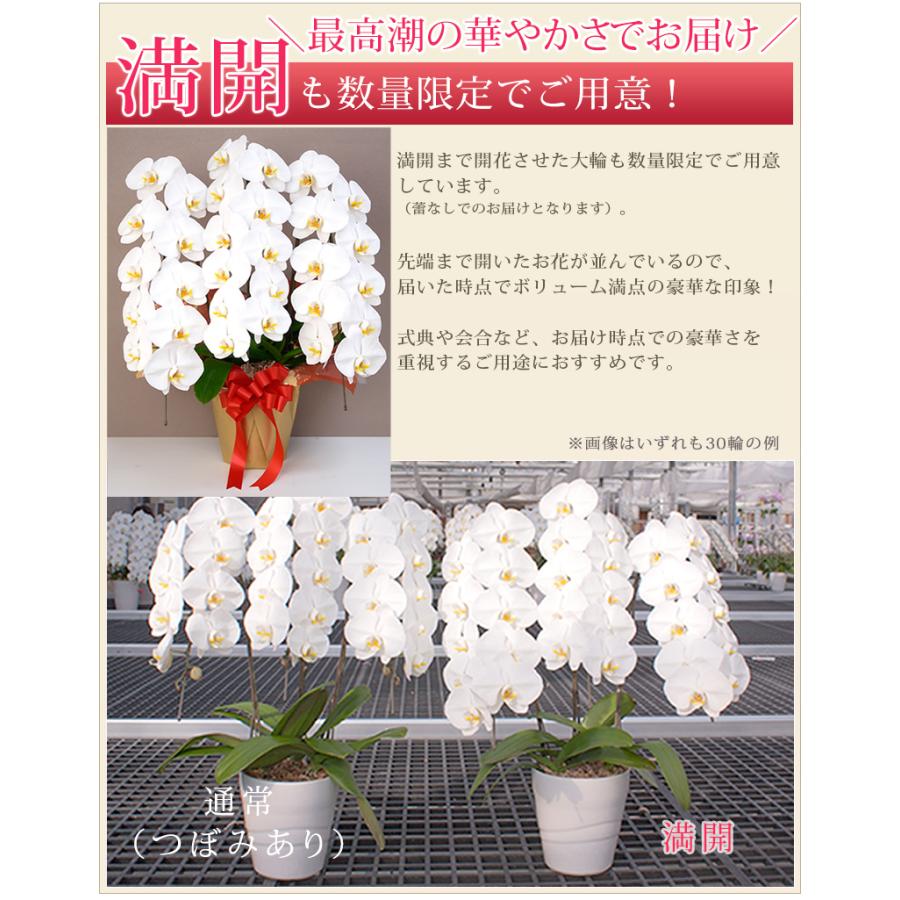 胡蝶蘭 大輪 3本立ち 30輪以上(蕾含む) 開店祝い 就任祝い 開業祝い