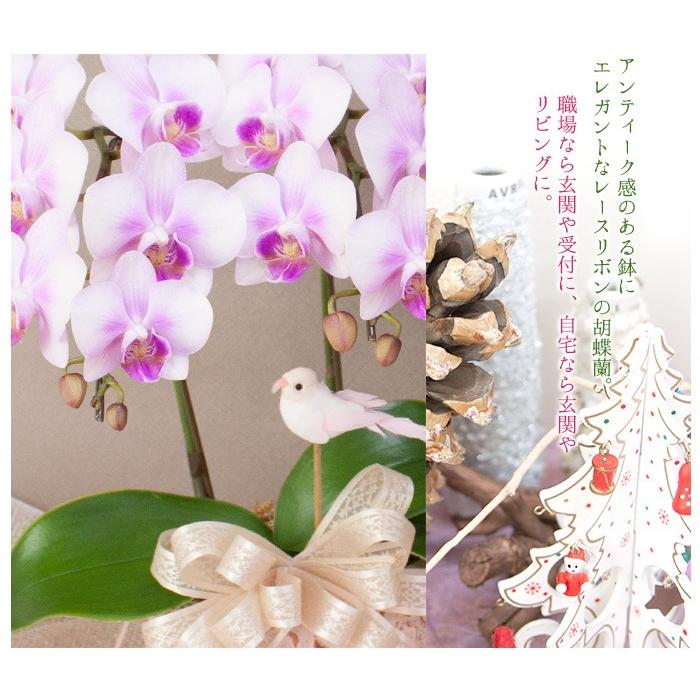 ピック付き アンティーク鉢 胡蝶蘭 ピンク品種おまかせ ２本立 お正月飾り 歳末 花 鉢花 洋蘭 ギフト R Nen1901 R Nen1901 胡蝶蘭専門農園 Iファーマーらんぼ 通販 Yahoo ショッピング