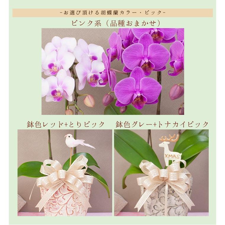 ピック付き アンティーク鉢 胡蝶蘭 ピンク品種おまかせ ２本立 お正月飾り 歳末 花 鉢花 洋蘭 ギフト R Nen1901 R Nen1901 胡蝶蘭専門農園 Iファーマーらんぼ 通販 Yahoo ショッピング