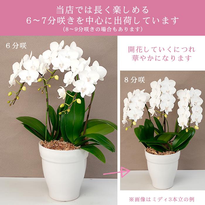 値下げ中】胡蝶蘭3本×2