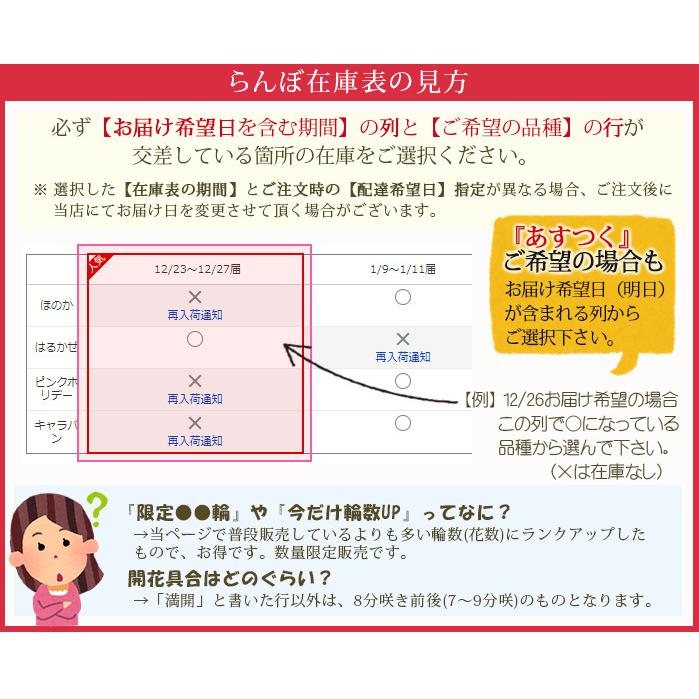 胡蝶蘭 中輪〜中大輪３本立ち 蕾含む27輪以上保証 8800円税込  品種選べる お祝い お供え ギフト 送料無料 開店祝い 誕生日 [r-ama0006-fw]｜ranbo｜14