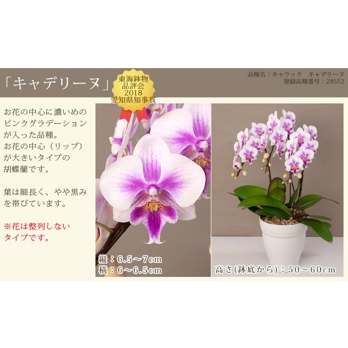 胡蝶蘭 中輪〜中大輪3本立ち 蕾含む27輪以上保証 10000円税込 品種